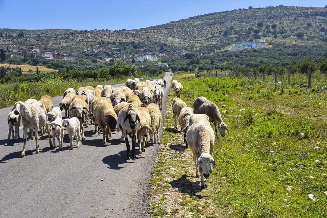 Meknes, Moulay Driss Zerhoun e Ouazzane